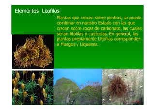 Elementos Litofilos
                 Plantas que crecen sobre piedras, se puede
                 combinar en nuestro Estado con las que
                 crecen sobre rocas de carbonato, las cuales
                 serian litófilas y calcícolas. En general, las
                 plantas propiamente Litófilas corresponden
                 a Musgos y Líquenes.
 