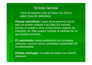 Terrícola Calcícola
    Crece en terrenos ricos en Calcio (Ca CO3) o
    sobre rocas de carbonatos.

Plantas calciófobas, huyen de la presencia de Ca
pero se pueden adaptar a las altas [Ca soluble]
gracias al oxalato y otros componentes capaces de
precipitar Ca. Sólo pueden manejar la cantidad de Ca
que puedan precipitar.

Pl. calciótrofas, tienen preferencia por los suelos
calcáreos, siempre tienen cantidades sustanciales de
Ca hidrosoluble.

Plantas calcífugas: no están en suelos con CaCO3
(básicos).
 