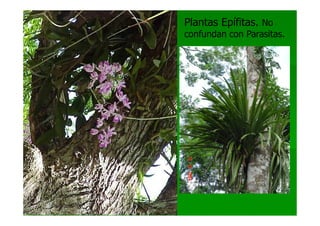 Plantas Epífitas. No
confundan con Parasitas.
 
