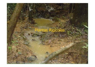 Plantas Ripícolas
 