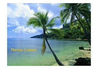Plantas Costera
 