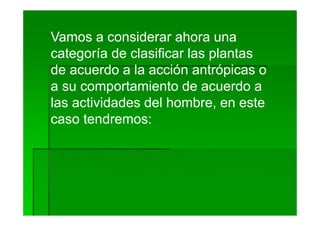 Vamos a considerar ahora una
categoría de clasificar las plantas
de acuerdo a la acción antrópicas o
a su comportamiento de acuerdo a
las actividades del hombre, en este
caso tendremos:
 