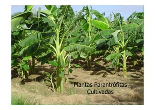 Plantas Parantrófitas
     Cultivadas
 