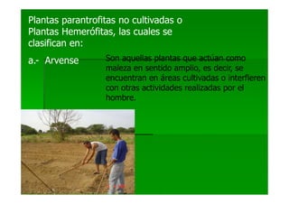 Plantas parantrofitas no cultivadas o
Plantas Hemerófitas, las cuales se
clasifican en:
a.- Arvense       Son aquellas plantas que actúan como
                  maleza en sentido amplio, es decir, se
                  encuentran en áreas cultivadas o interfieren
                  con otras actividades realizadas por el
                  hombre.
 