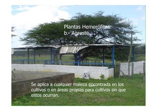 Plantas Hemerófitas:
                 b.- Agreste




Se aplica a cualquier maleza encontrada en los
cultivos o en áreas propias para cultivos sin que
estos ocurran.
 