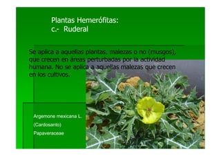 Plantas Hemerófitas:
        c.- Ruderal


Se aplica a aquellas plantas, malezas o no (musgos),
que crecen en áreas perturbadas por la actividad
humana. No se aplica a aquellas malezas que crecen
en los cultivos.




 Argemone mexicana L.
 (Cardosanto)
 Papaveraceae
 