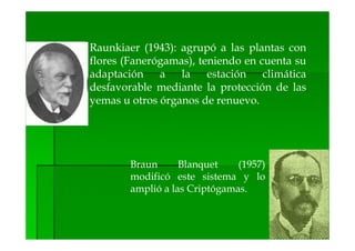 Raunkiaer (1943): agrupó a las plantas con
flores (Fanerógamas), teniendo en cuenta su
adaptación a la estación climática
desfavorable mediante la protección de las
yemas u otros órganos de renuevo.




        Braun      Blanquet    (1957)
        modificó este sistema y lo
        amplió a las Criptógamas.
 
