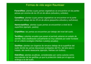 Formas de vida según Raunkiaer

Fanerófitos: plantas cuyas yemas vegetativas se encuentran en las partes
aéreas por encima de los 25 cm de altura (arbustos y arboles).

Caméfitos: plantas cuyas yemas vegetativas se encuentran en la parte
aérea por debajo de los 25 cm de altura (pequeños arbustos y sufrutices).

Hemicriptófitos: plantas cuyas yemas se encuentran a nivel de la
superficie (ejemplo, pastos).

Criptófitos: las yemas se encuentran por debajo del nivel del suelo.

Terófitos o plantas anuales que pasan el período adverso en estado de
semilla. Esta clasificación actualmente es muy utilizada por estar fundada
en un criterio ecológico (hierbas o pastos anuales) .

Geófitas: plantas con órganos de renuevo debajo de la superficie del
suelo donde las yemas descansan protegidas del frío, del aire seco o
helado, del viento desecante (ejemplo, hierbas con bulbos) .

Hidrófitas: plantas acuáticas, consideradas por varios autores como
equivalentes de las geófitas ya que la protección dada por el agua es
análoga a la del suelo.
 