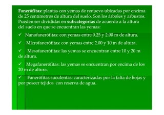 Fanerófitas: plantas con yemas de renuevo ubicadas por encima
de 25 centímetros de altura del suelo. Son los árboles y arbustos.
Pueden ser divididas en subcategorías de acuerdo a la altura
del suelo en que se encuentran las yemas:
   Nanofanerófitas: con yemas entre 0.25 y 2.00 m de altura.
    Microfanerófitas: con yemas entre 2.00 y 10 m de altura.
     Mesofanerófitas: las yemas se encuentran entre 10 y 20 m
de altura.
    Megafanerófitas: las yemas se encuentran por encima de los
20 m de altura.
    Fanerófitas suculentas: caracterizadas por la falta de hojas y
por poseer tejidos con reserva de agua.
 