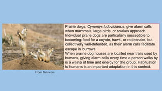 Prairie dogs, Cynomys ludovicianus, give alarm calls
when mammals, large birds, or snakes approach.
Individual prarie dogs are particularly susceptible to
becoming food for a coyote, hawk, or rattlesnake, but
collectively well-defended, as their alarm calls facilitate
escape in burrows.
When prairie dog houses are located near trails used by
humans, giving alarm calls every time a person walks by
is a waste of time and energy for the group. Habituation
to humans is an important adaptation in this context.
From flickr.com
 