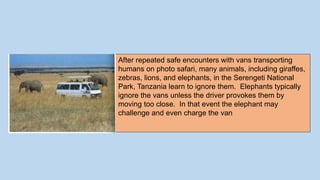 After repeated safe encounters with vans transporting
humans on photo safari, many animals, including giraffes,
zebras, lions, and elephants, in the Serengeti National
Park, Tanzania learn to ignore them. Elephants typically
ignore the vans unless the driver provokes them by
moving too close. In that event the elephant may
challenge and even charge the van
 