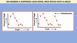 ON HEARING A SURPRISED LOUD NOISE, MICE REFLEX WITH A JIGGLE
 