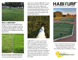 Texas born and bred, Habiturf™ is the
                                                  ideal solution to Texas’ extreme weather
                                                  conditions. This native turfgrass was
                                                  developed through years of research by
                                                  the Lady Bird Johnson Wildflower Center
                                                  at The University of Texas at Austin into
                                                  native grasses mixes that would provide
                                                  the best performance.




What is HABITURFTM
Years of research at the Lady Bird Johnson
Wildflower Center has produced a mixture
of native grass species suitable for Texas and
dry regions of the Southwest. Look inside
for instructions for establishing a native lawn
using this mix.




                                                  Habiturf™ is dense and attractive,
                                                  soft to the touch and comfy on bare
                                                  feet. It establishes quickly and, best of         A mix of native grass species that grow
                                                  all, conserves precious resources once             in Texas, Oklahoma, New Mexico and
                                                  established. Our research shows it                    Arizona developed and tested by
                                                  compares favorably to commonly-used              the Lady Bird Johnson Wildflower Center.
                                                  non-native turfgrass species in its ability to
                                                  thrive with minimal watering. It requires
                                                  less mowing and weeding to retain its eye
Buffalograss vs. Bermudagrass.                    appeal and stands up well to moderate
The native mix (LEFT) grows much slower and
                                                  foot traffic.
has fewer weeds than bermudagrass (RIGHT).
 