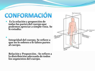 Es la relación y proporción de
    todas las partes del cuerpo que
    podemos apreciar a simple vista. Se
    le estudia:



    Integridad del cuerpo. Se refiere a
    que no le sobren o le falten partes
    al cuerpo.


    Relación y Proporción.- Se refiere a
    la distribución adecuada de todos
    los segmentos del cuerpo.
 