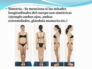  Simetría.- Se menciona si las mitades
 longitudinales del cuerpo son simétricas
 (ejemplo ambos ojos, ambas
 extremidades, glándula mamaria etc.)
 