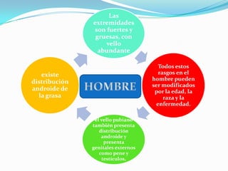 Las
               extremidades
               son fuertes y
                gruesas, con
                   vello
                 abundante

                                       Todos estos
   existe                              rasgos en el
                                    hombre pueden
distribución
                                    ser modificados
androide de                          por la edad, la
  la grasa                               raza y la
                                      enfermedad.

                el vello pubiano
               también presenta
                  distribución
                   androide y
                    presenta
               genitales externos
                  como pene y
                   testículos,
 