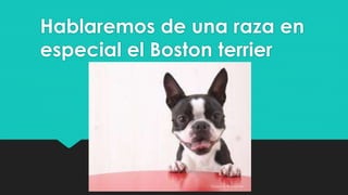 Hablaremos de una raza en
especial el Boston terrier
 