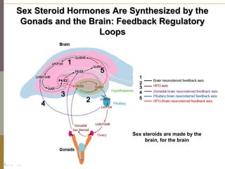 Sex Steroid Hormones Are Synthesized by the
      Gonads and the Brain: Feedback Regulatory
                       Loops

...