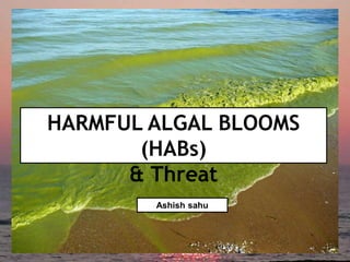 HARMFUL ALGAL BLOOMS
(HABs)
& Threat
Ashish sahu
 