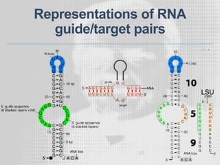 Representations of RNA
guide/target pairs
 