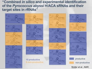 “Combined in silico and experimental identification
of the Pyrococcus abyssi H/ACA sRNAs and their
target sites in rRNAs”
Muller et al., NAR,
non-productive
productive
 
