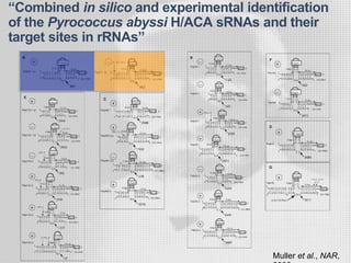 “Combined in silico and experimental identification
of the Pyrococcus abyssi H/ACA sRNAs and their
target sites in rRNAs”
Muller et al., NAR,
 