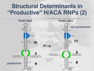 Structural Determinants in
“Productive” H/ACA RNPs (2)
productive
non-productive
 