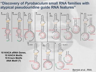 10 H/ACA sRNA Genes,
10 H/ACA Motifs
10 K-turn Motifs
ANA Motif (?)
“Discovery of Pyrobaculum small RNA families with
atypical pseudouridine guide RNA features”
Bernick et al., RNA,
 