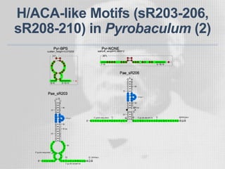 H/ACA-like Motifs (sR203-206,
sR208-210) in Pyrobaculum (2)
 