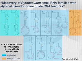 10 H/ACA sRNA Genes,
10 H/ACA Motifs
10 K-turn Motifs
ANA Motif (?)
“Discovery of Pyrobaculum small RNA families with
atypical pseudouridine guide RNA features”
Bernick et al., RNA,non-productive
productive
 
