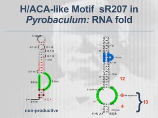 H/ACA-like Motif sR207 in
Pyrobaculum: RNA fold
non-productive
12
9
4 }13
 