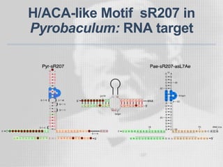 H/ACA-like Motif sR207 in
Pyrobaculum: RNA target
 