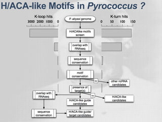 H/ACA-like Motifs in Pyrococcus ?
 