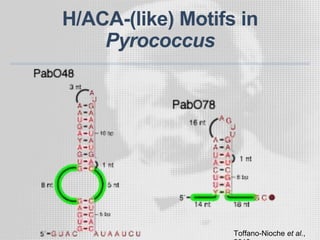 H/ACA-(like) Motifs in
Pyrococcus
Toffano-Nioche et al.,
 