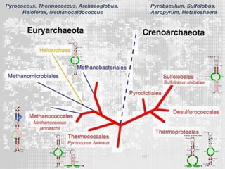 Pyrococcus, Thermococcus, Archaeoglobus,
Haloferax, Methanocaldococcus
Pyrobaculum, Sulfolobus,
Aeropyrum, Metalloshaera
 