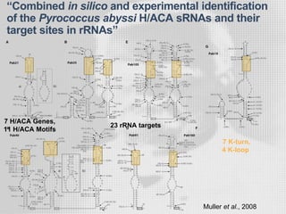 “Combined in silico and experimental identification
of the Pyrococcus abyssi H/ACA sRNAs and their
target sites in rRNAs”
7 K-turn,
4 K-loop
Muller et al., 2008
7 H/ACA Genes,
11 H/ACA Motifs
23 rRNA targets
 