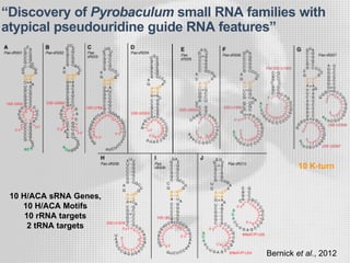 10 H/ACA sRNA Genes,
10 H/ACA Motifs
10 rRNA targets
2 tRNA targets
“Discovery of Pyrobaculum small RNA families with
atypical pseudouridine guide RNA features”
Bernick et al., 2012
10 K-turn
 
