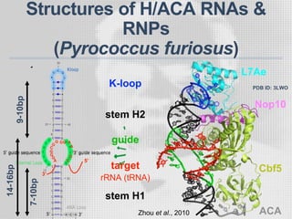Structures of H/ACA RNAs &
RNPs
(Pyrococcus furiosus)
5’
G
A
A
G
C
UGG
G
G
C
G
G
A
3’
stem H1
stem H2
K-loop
target
rRNA (tRNA)
guide
L7Ae
Nop10
Cbf5
ACA
PDB ID: 3LWO
Zhou et al., 2010
7-10bp
14-16bp
9-10bp
 