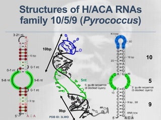 Structures of H/ACA RNAs
family 10/5/9 (Pyrococcus)
10bp
9bp
5nt
10
5
9
PDB ID: 3LWO
 