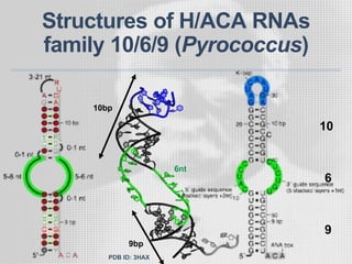 Structures of H/ACA RNAs
family 10/6/9 (Pyrococcus)
10bp
9bp
6nt
10
6
9
PDB ID: 3HAX
 