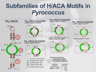 Subfamilies of H/ACA Motifs in
Pyrococcus
 