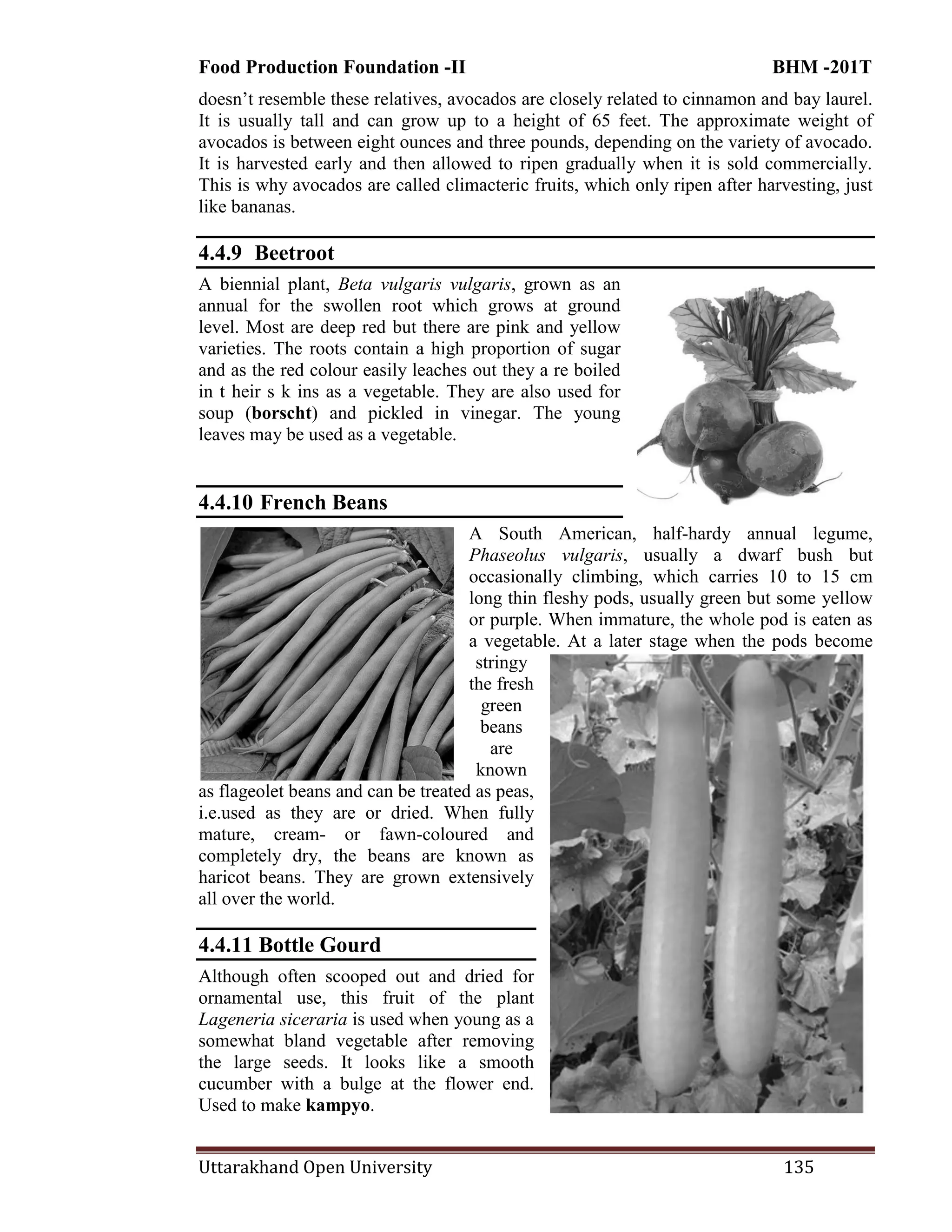Food Production Foundation -II BHM -201T
Uttarakhand Open University 135
doesn‘t resemble these relatives, avocados are closely related to cinnamon and bay laurel.
It is usually tall and can grow up to a height of 65 feet. The approximate weight of
avocados is between eight ounces and three pounds, depending on the variety of avocado.
It is harvested early and then allowed to ripen gradually when it is sold commercially.
This is why avocados are called climacteric fruits, which only ripen after harvesting, just
like bananas.
4.4.9 Beetroot
A biennial plant, Beta vulgaris vulgaris, grown as an
annual for the swollen root which grows at ground
level. Most are deep red but there are pink and yellow
varieties. The roots contain a high proportion of sugar
and as the red colour easily leaches out they a re boiled
in t heir s k ins as a vegetable. They are also used for
soup (borscht) and pickled in vinegar. The young
leaves may be used as a vegetable.
4.4.10 French Beans
A South American, half-hardy annual legume,
Phaseolus vulgaris, usually a dwarf bush but
occasionally climbing, which carries 10 to 15 cm
long thin fleshy pods, usually green but some yellow
or purple. When immature, the whole pod is eaten as
a vegetable. At a later stage when the pods become
stringy
the fresh
green
beans
are
known
as flageolet beans and can be treated as peas,
i.e.used as they are or dried. When fully
mature, cream- or fawn-coloured and
completely dry, the beans are known as
haricot beans. They are grown extensively
all over the world.
4.4.11 Bottle Gourd
Although often scooped out and dried for
ornamental use, this fruit of the plant
Lageneria siceraria is used when young as a
somewhat bland vegetable after removing
the large seeds. It looks like a smooth
cucumber with a bulge at the flower end.
Used to make kampyo.
 