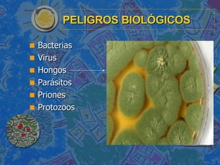 PELIGROS BIOLÓGICOS <ul><li>Bacterias </li></ul><ul><li>Virus </li></ul><ul><li>Hongos </li></ul><ul><li>Parásitos </li></...