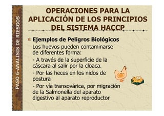 OPERACIONES PARA LA
APLICACIÓN DE LOS PRINCIPIOS
DEL SISTEMA HACCP
Ejemplos de Peligros Biológicos
Los huevos pueden contaminarse
de diferentes forma:
- A través de la superficie de la
cáscara al salir por la cloaca.
- Por las heces en los nidos de
postura
- Por vía transovárica, por migración
de la Salmonella del aparato
digestivo al aparato reproductor
PASO6-ANALISISDERIESGOS
 