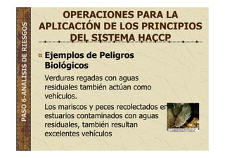 OPERACIONES PARA LA
APLICACIÓN DE LOS PRINCIPIOS
DEL SISTEMA HACCP
Ejemplos de Peligros
Biológicos
Verduras regadas con aguas
residuales también actúan como
vehículos.
Los mariscos y peces recolectados en
estuarios contaminados con aguas
residuales, también resultan
excelentes vehículos
PASO6-ANALISISDERIESGOS
 