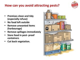 How can you avoid attracting pests?
• Premises clean and tidy
(especially refuse)
• No food left outside
• Remove unwanted items
(harbourage)
• Remove spillages immediately
• Store food in pest- proof
containers
• Cut back vegetation.
 