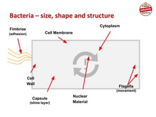 Bacteria – size, shape and structure
Cell Membrane
Cytoplasm
Cell
Wall
Nuclear
Material
Flagella
(movement)
Fimbriae
(adhesion)
Capsule
(slime layer)
 