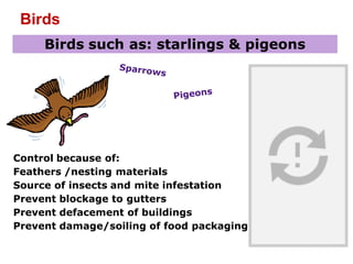 Birds
Birds such as: starlings & pigeons
Control because of:
Feathers /nesting materials
Source of insects and mite infestation
Prevent blockage to gutters
Prevent defacement of buildings
Prevent damage/soiling of food packaging.
Sparrows
Pigeons
 