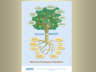 Arbre HACCP
 