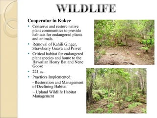 Cooperator in Kokee Conserve and restore native plant communities to provide habitats for endangered plants and animals.  Removal of Kahili Ginger, Strawberry Guava and Privet Critical habitat for endangered plant species and home to the Hawaiian Hoary Bat and Nene Goose 221 ac.  Practices Implemented: ~Restoration and Management of Declining Habitat ~ Upland Wildlife Habitat Management  